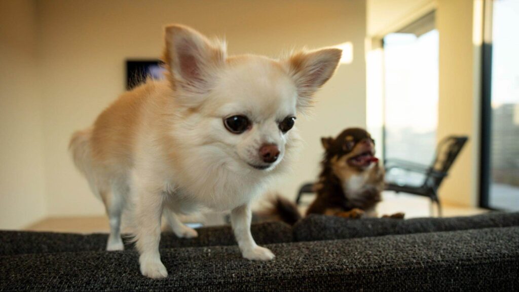 同じように犬を飼う方にとって参考になる住まい